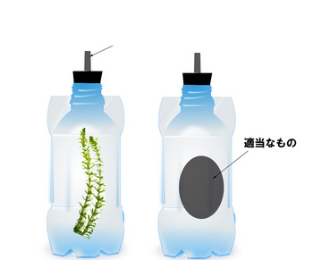 植物　実験２.jpg